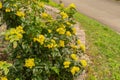 Oregon grape or Berberis Aquifolium plant in Zurich in Switzerland