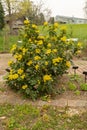 Oregon grape or Berberis Aquifolium plant in Zurich in Switzerland