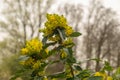 Oregon grape or Berberis Aquifolium plant in Zurich in Switzerland