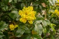 Oregon grape or Berberis Aquifolium plant in Zurich in Switzerland