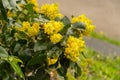 Oregon grape or Berberis Aquifolium plant in Zurich in Switzerland