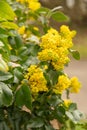 Oregon grape or Berberis Aquifolium plant in Zurich in Switzerland