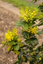 Oregon grape or Berberis Aquifolium plant in Zurich in Switzerland