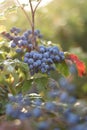 Oregon Grape Berries (Mahonia aquifolium) Royalty Free Stock Photo