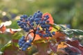 Oregon Grape Berries (Mahonia aquifolium) Royalty Free Stock Photo