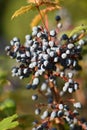 Oregon Grape Berries (Mahonia aquifolium) Royalty Free Stock Photo