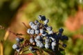 Oregon Grape Berries (Mahonia aquifolium) Royalty Free Stock Photo