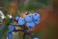 Oregon Grape Berries (Mahonia aquifolium) Royalty Free Stock Photo