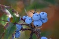 Oregon Grape Berries (Mahonia aquifolium) Royalty Free Stock Photo