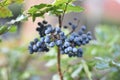 Oregon Grape Berries (Mahonia aquifolium) Royalty Free Stock Photo