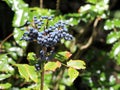 Oregon Grape Berries - Mahonia Aquifolium Royalty Free Stock Photo