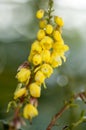 Oregon grape flower