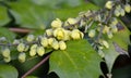 Oregon grape flowers