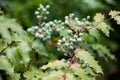 Oregon Grape Fruit Royalty Free Stock Photo