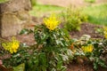 Oregon-grape