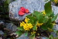 Oregon Grape Holly Royalty Free Stock Photo