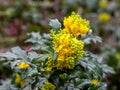 Oregon grape, holly-leaved magonia, evergreen shrub; flowering; close-up;