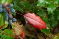 Oregon Grape Holly (Mahonia aquifolium) Royalty Free Stock Photo