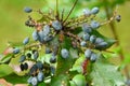 Oregon Grape Holly (Mahonia aquifolium) Royalty Free Stock Photo