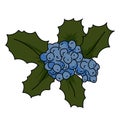 Oregon grape illustration vector isolated