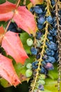 Oregon grape leaves and fruit Royalty Free Stock Photo