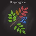 Oregon grape Mahonia aquifolium