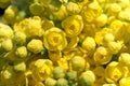 Oregon Grape (Mahonia aquifolium) Royalty Free Stock Photo