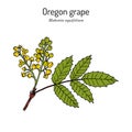 Oregon grape Mahonia aquifolium