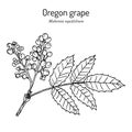 Oregon grape Mahonia aquifolium