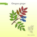 Oregon grape Mahonia aquifolium