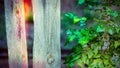 Oregon grape next to an old wood fence. Mahonia aquifolium Royalty Free Stock Photo