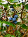 The Oregon Grape Plant Berries.