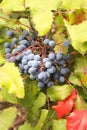 Oregon Grape Plant Closeup