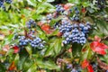 Oregon Grape Plants. Blue berries with red and green leaves Royalty Free Stock Photo
