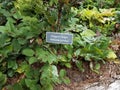 Oregon grape sign on plant with green leaves Royalty Free Stock Photo