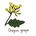 Oregon grape vector flower