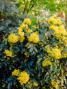 Oregon Grape with yellow flowers in spring, close up view of mahonia Royalty Free Stock Photo