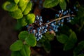 Oregon grapes-blue berries on a Bush in the garden - beautiful still life Royalty Free Stock Photo