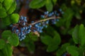 Oregon grapes-blue berries on a Bush in the garden - beautiful still life Royalty Free Stock Photo