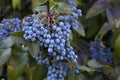 Oregon grapes
