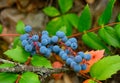 Oregon Grapes on The Bush