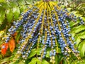 Oregon grapes on a bush in the park