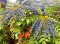 Oregon grapes on a bush in the park