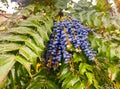 Oregon grapes on a bush in the park