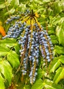 Oregon grapes on a bush in the park