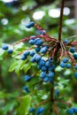 Oregon Grapes