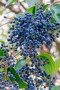 Oregon Grapes and Greens