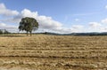 Oregon Grown Ryegrass Harvest in the Mid-Willamette Valley, Marion County Royalty Free Stock Photo