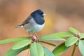 Oregon Junco Royalty Free Stock Photo