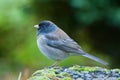 Oregon Junco Royalty Free Stock Photo